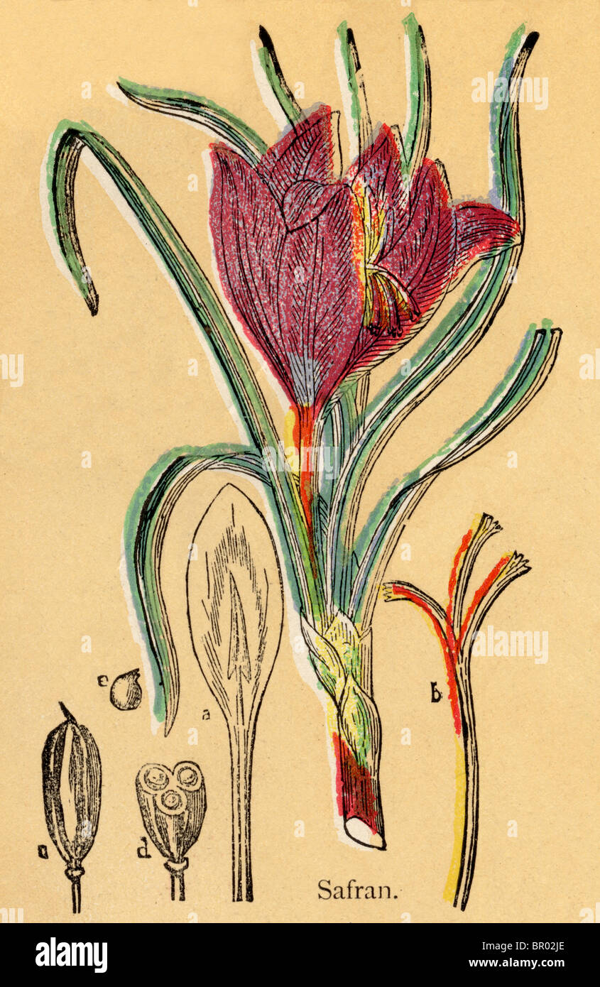 A naive botanical illustration of a saffron plant Stock Photo