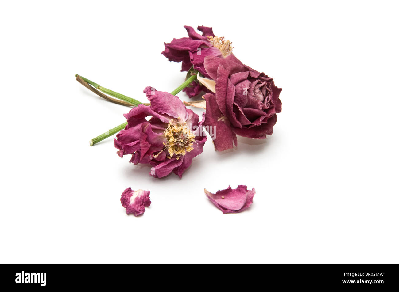 Three dried rose blossoms with two torn petals Stock Photo