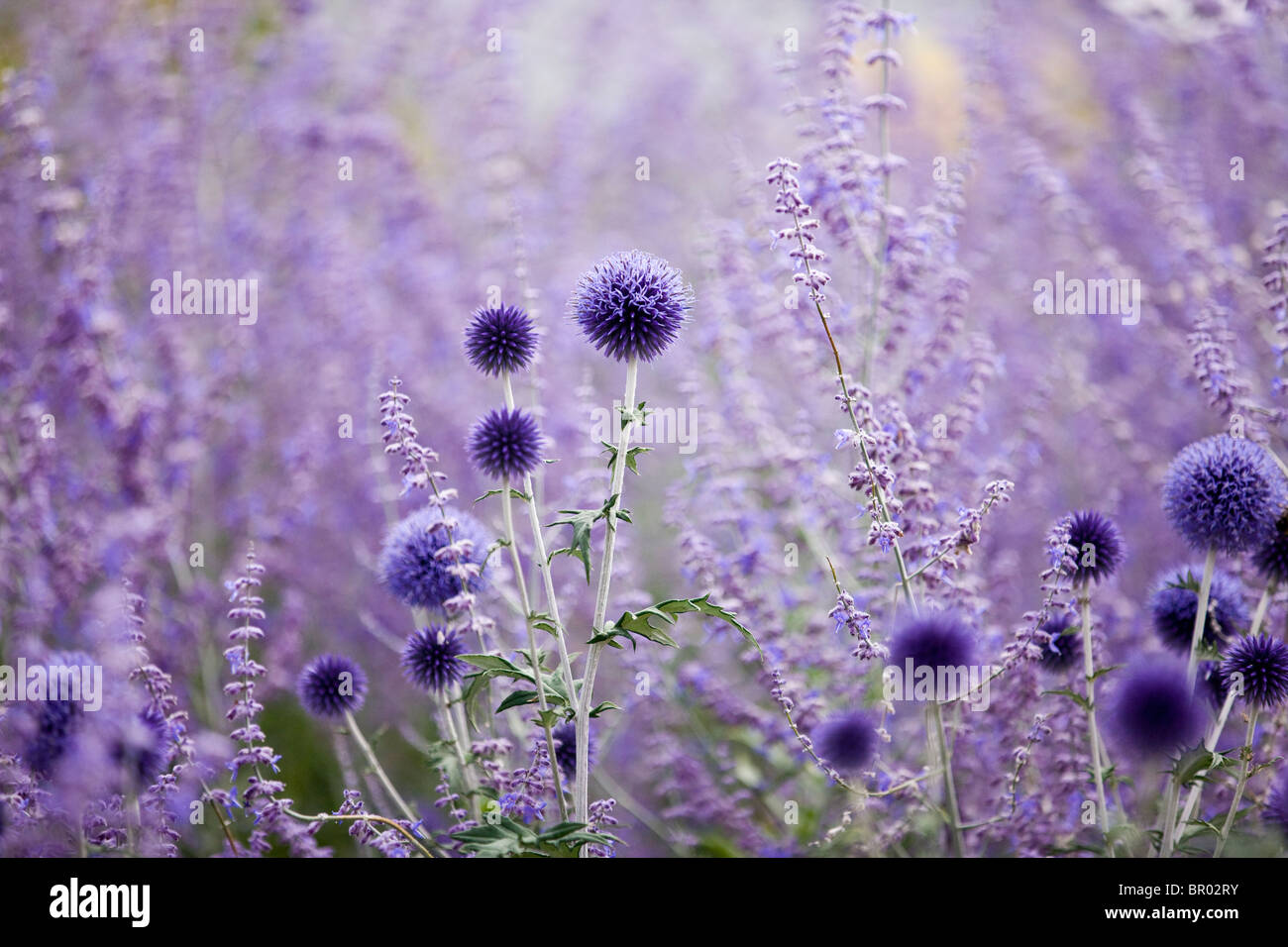 Purple Globe Thistles Stock Photo Alamy