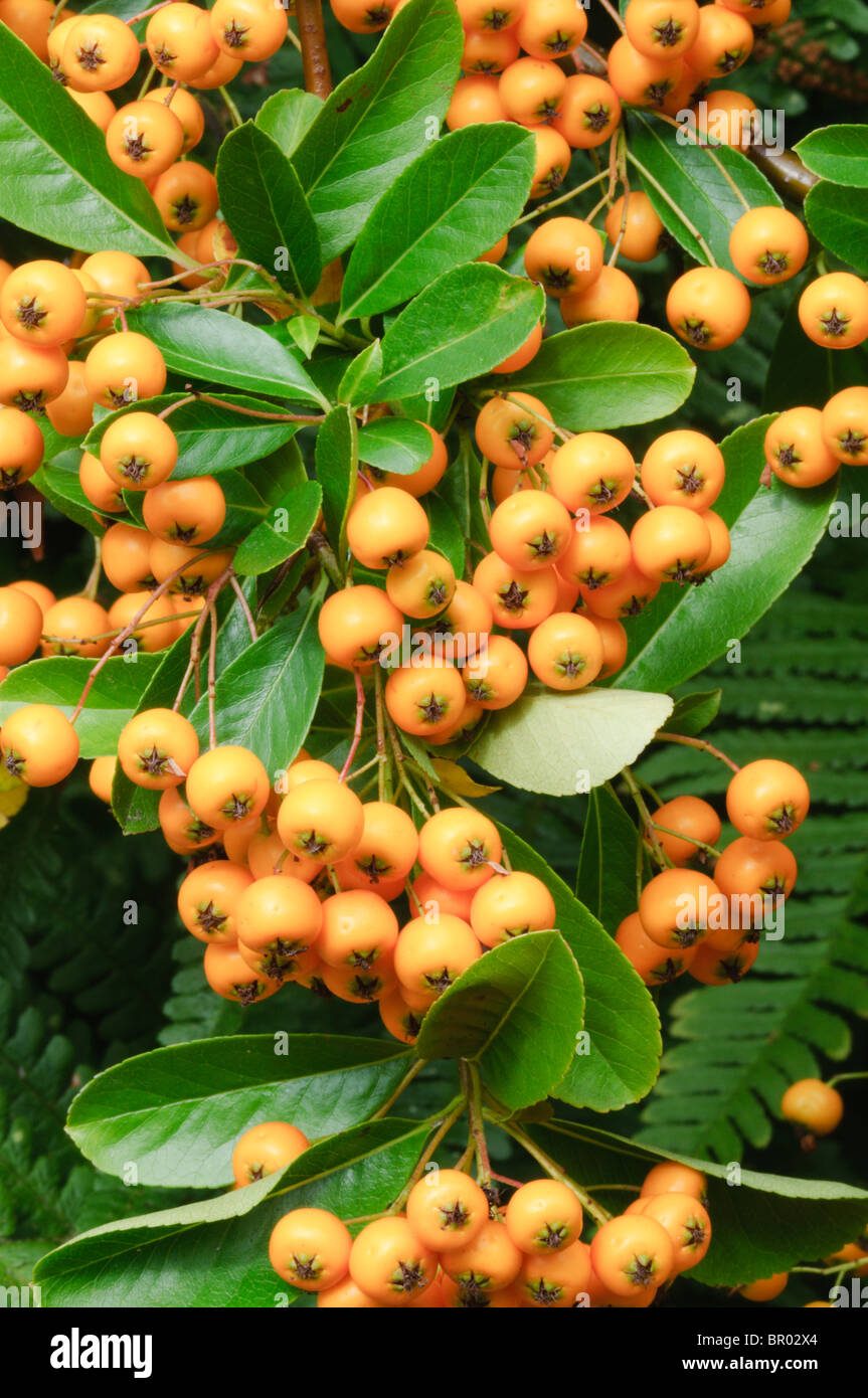 Pyracantha 'Orange Glow' berries. Stock Photo