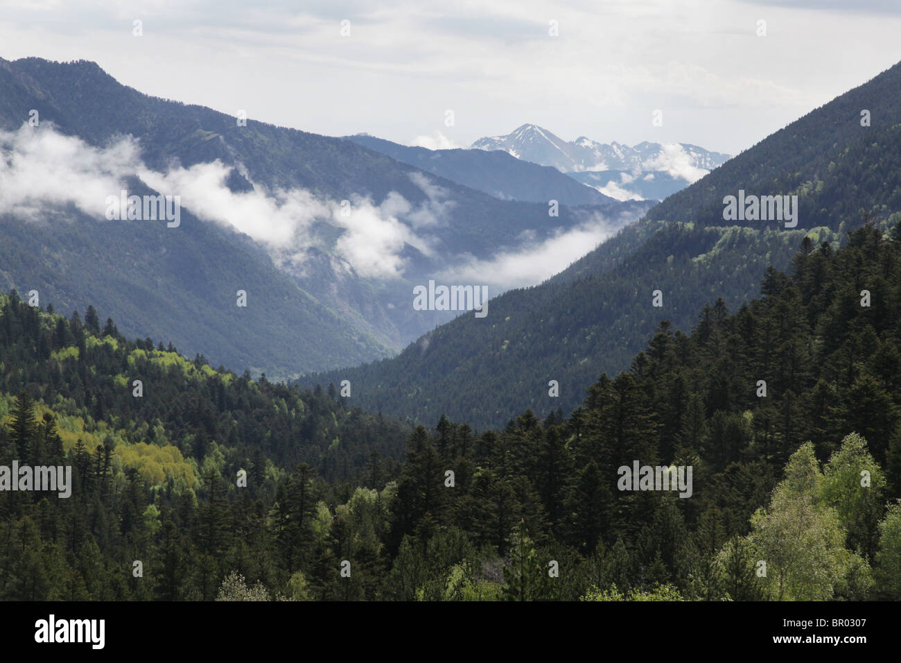 Rising mist and low cloud swirl around subalpine forest and mountains the Sant Maurici National Park Pyrenees Spain Stock Photo