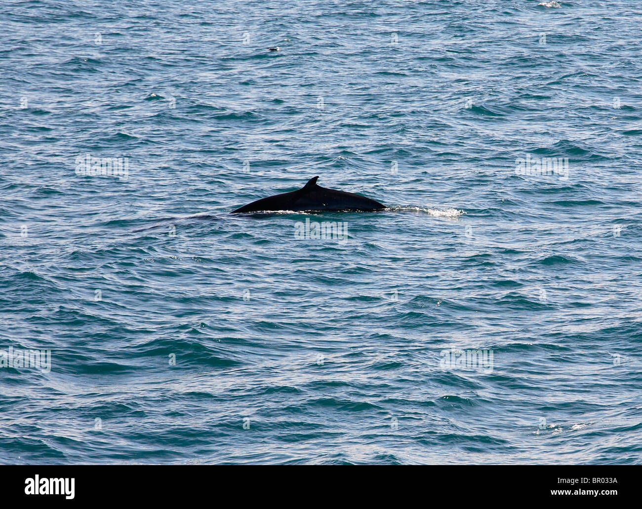 Whale iceland hi-res stock photography and images - Alamy