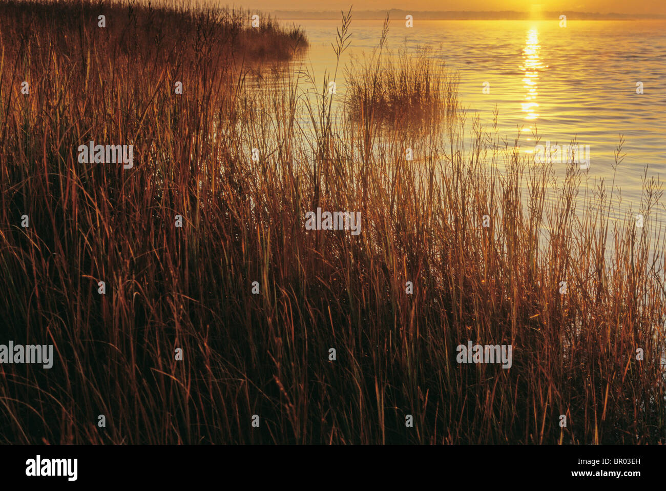 Spartina cord grasses in salt marshes on the Rappahannock River, VA. Stock Photo