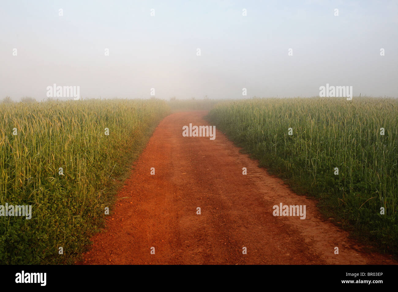 Rural dirt road in a wheat field Stock Photo