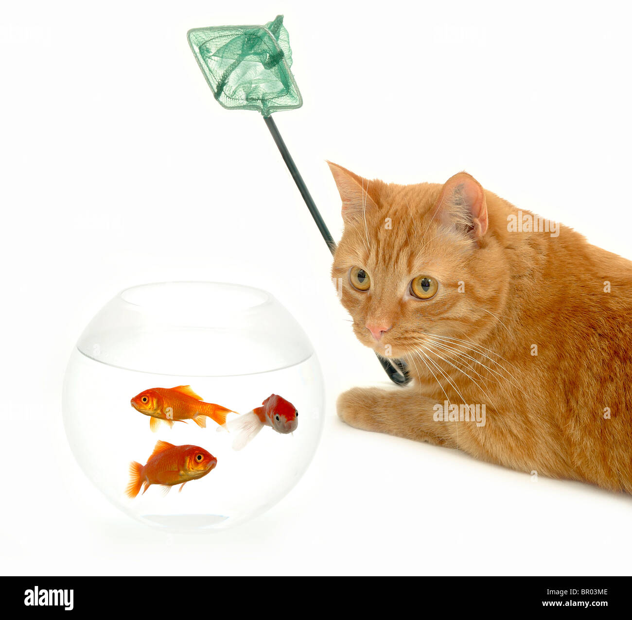 Cat is holding a net, ready to catch fish. Isolated on a white background  Stock Photo - Alamy