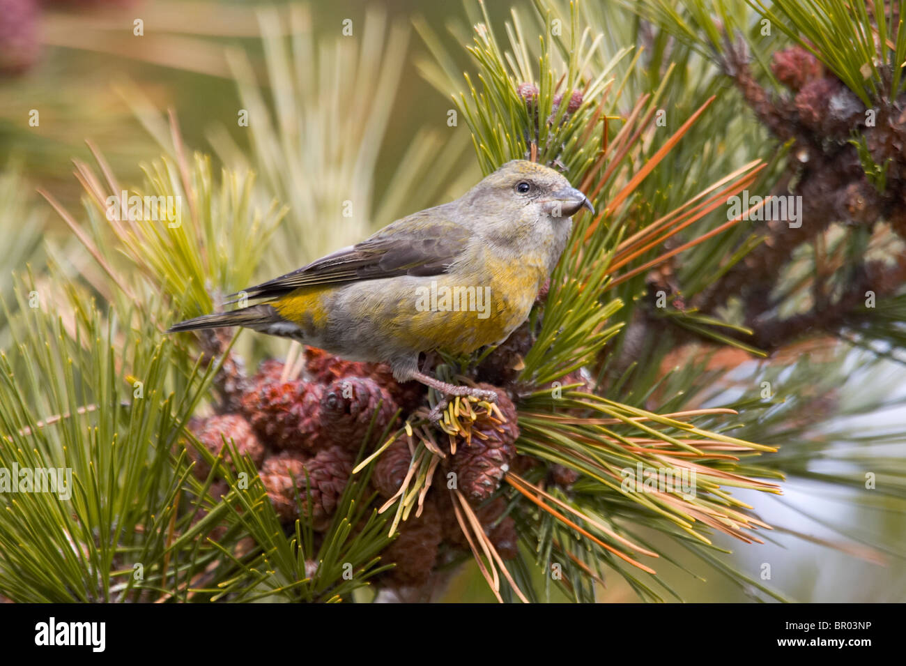 Female White-winged Crossbill Feeding on Spruce Cones Stock Photo