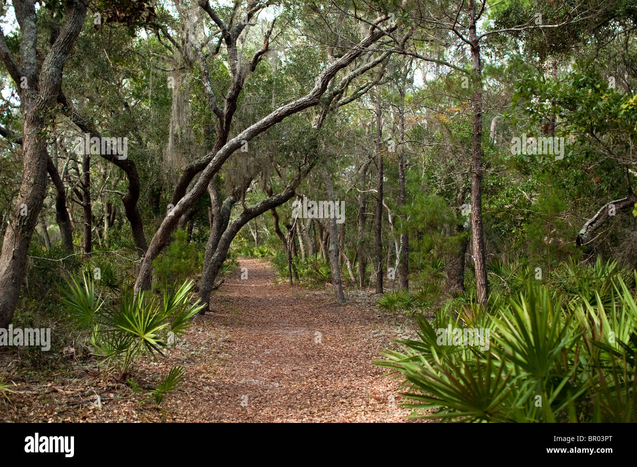Path in a Florida State Park lined with Palmetto, Myrtle trees, and Spanish Moss. Stock Photo