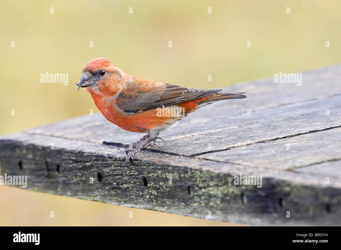 Male White-winged Crossbill Perched in a Picnic Table Stock Photo
