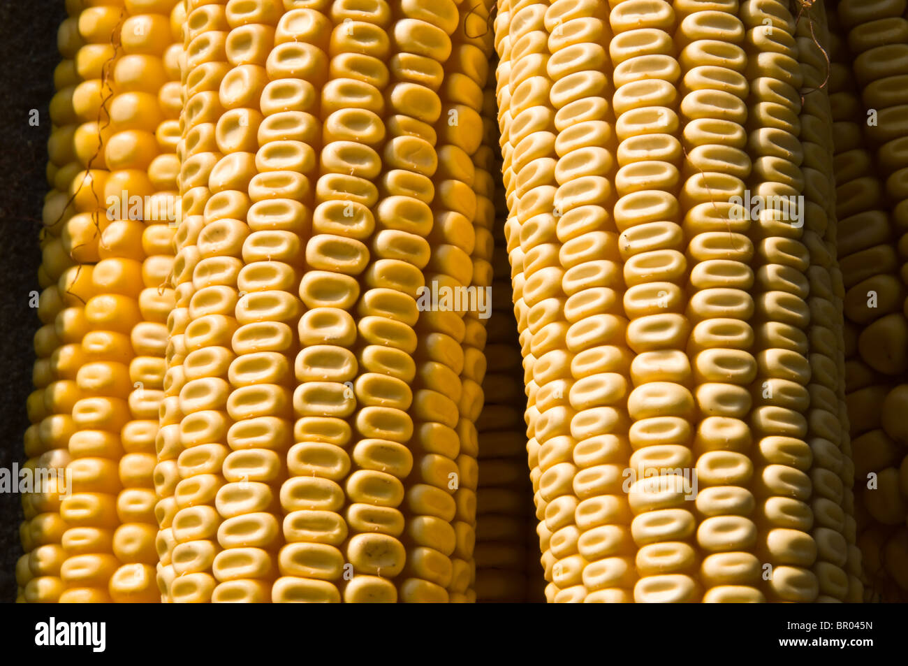 Corn crop closeup hi-res stock photography and images - Alamy