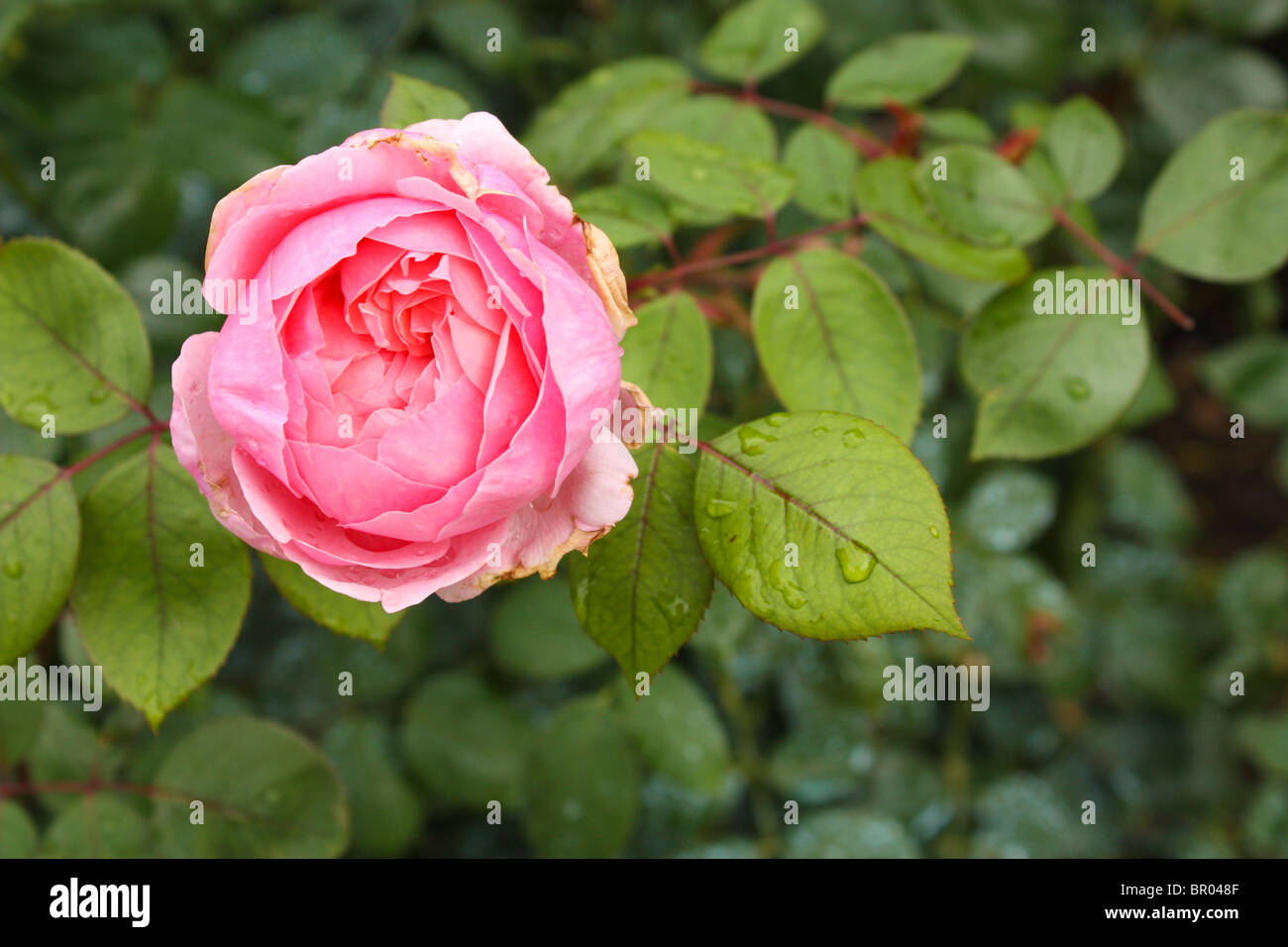 Pink Roses Outside Pink and rose hi-res stock photography and images - Alamy