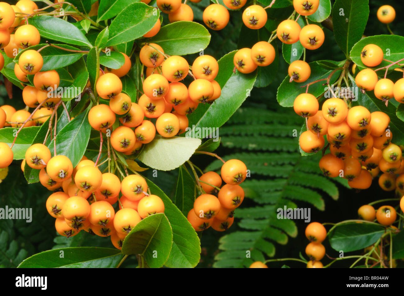 Pyracantha 'Orange Glow' berries. Stock Photo