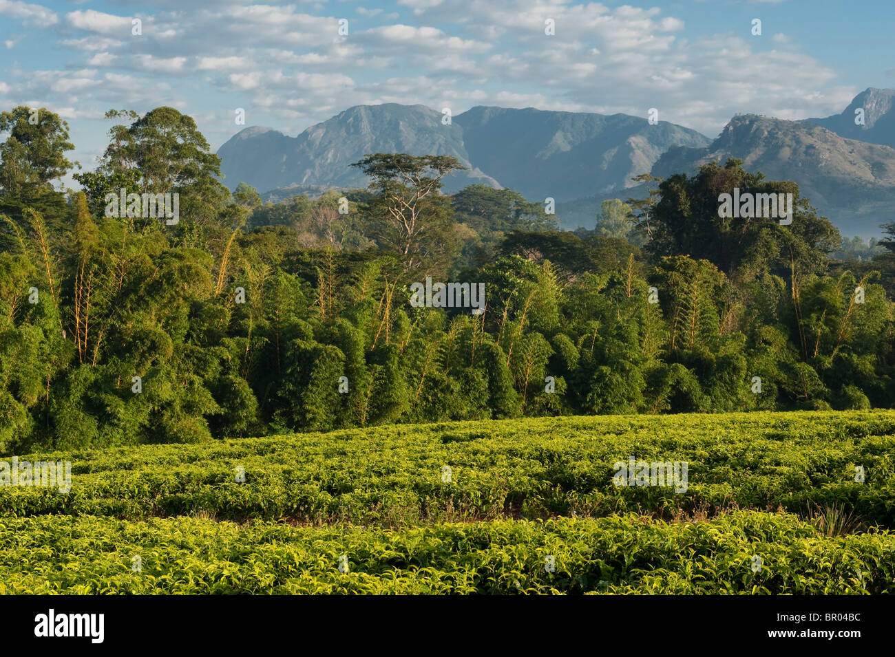 Lujeri tea estate, Mulanje Massif, Malawi Stock Photo