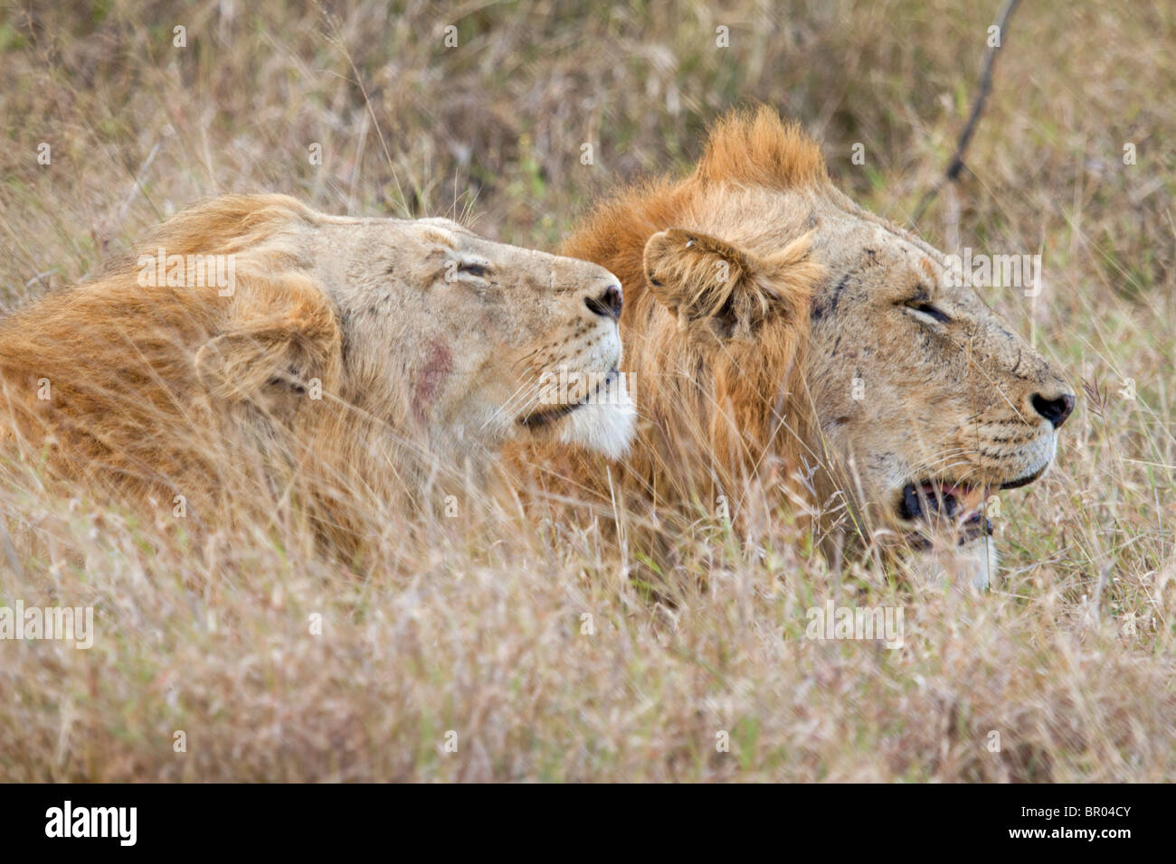 Two young male African Lions (Panthera Leo) resting following a hunting session, Kruger National Park, South Africa Stock Photo