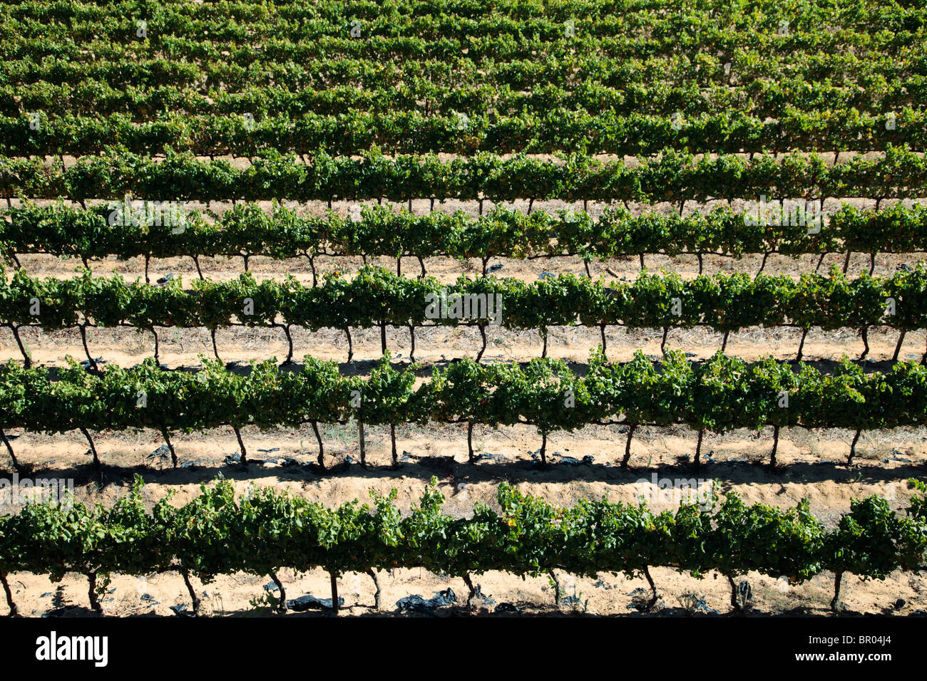 Rows of vines Stock Photo
