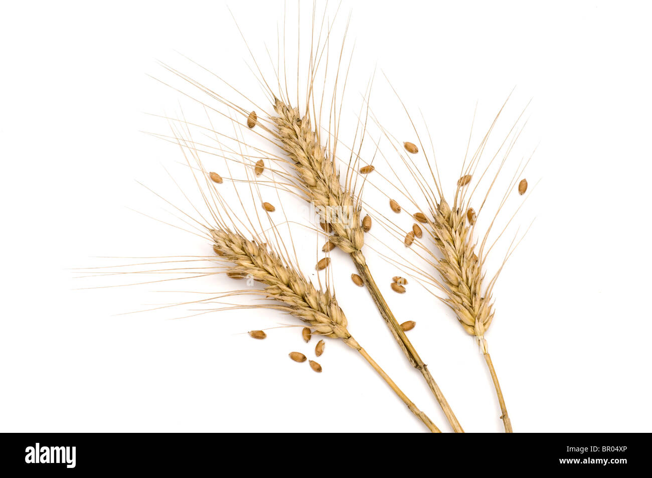 Three Wheat Spikes With Seeds Stock Photo Alamy