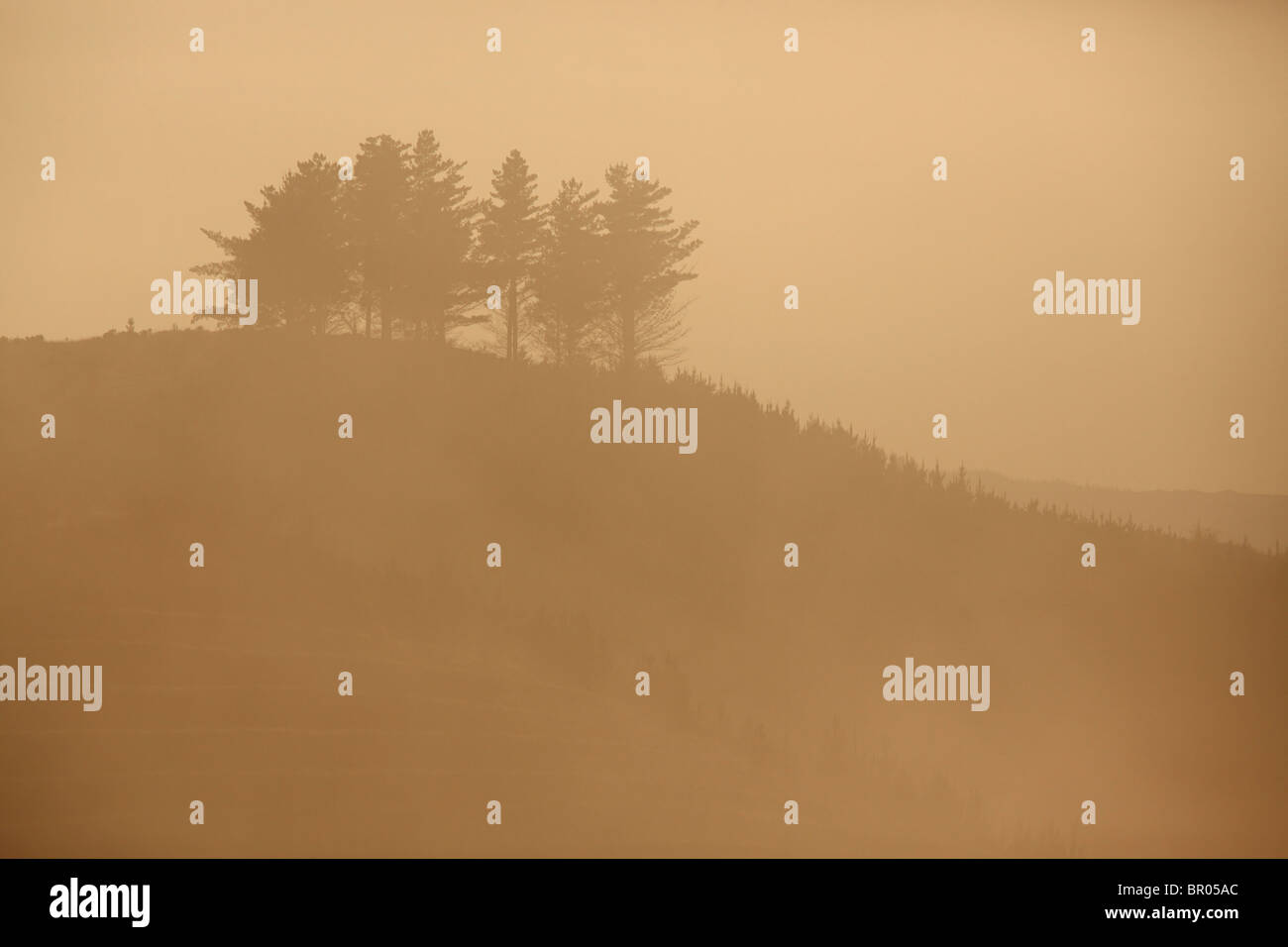 Group of trees on a hill hi-res stock photography and images - Alamy