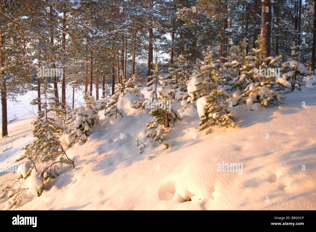 Winter time in forest. Evergreen wood in snow in Karelia, Russia Stock Photo