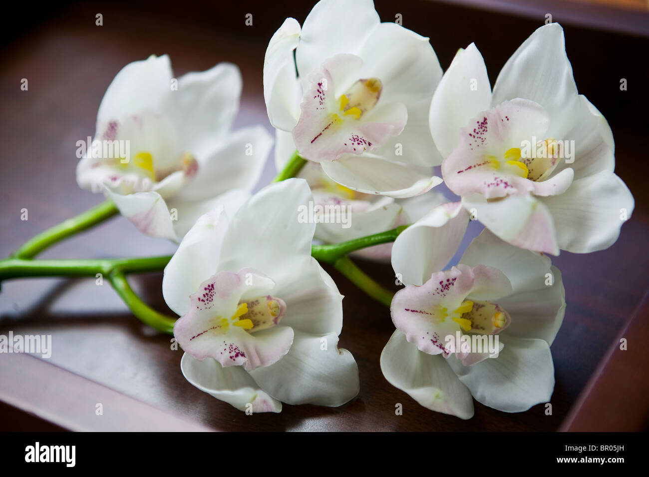 White Cymbidium orchids Stock Photo Alamy