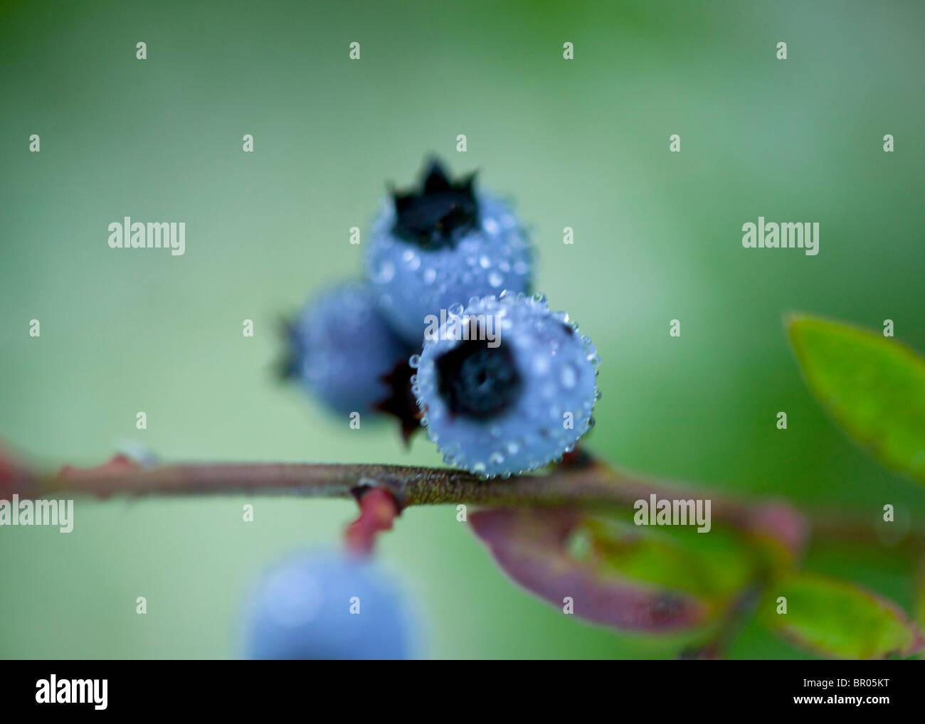 Maine blueberries blueberry fruit hires stock photography and images