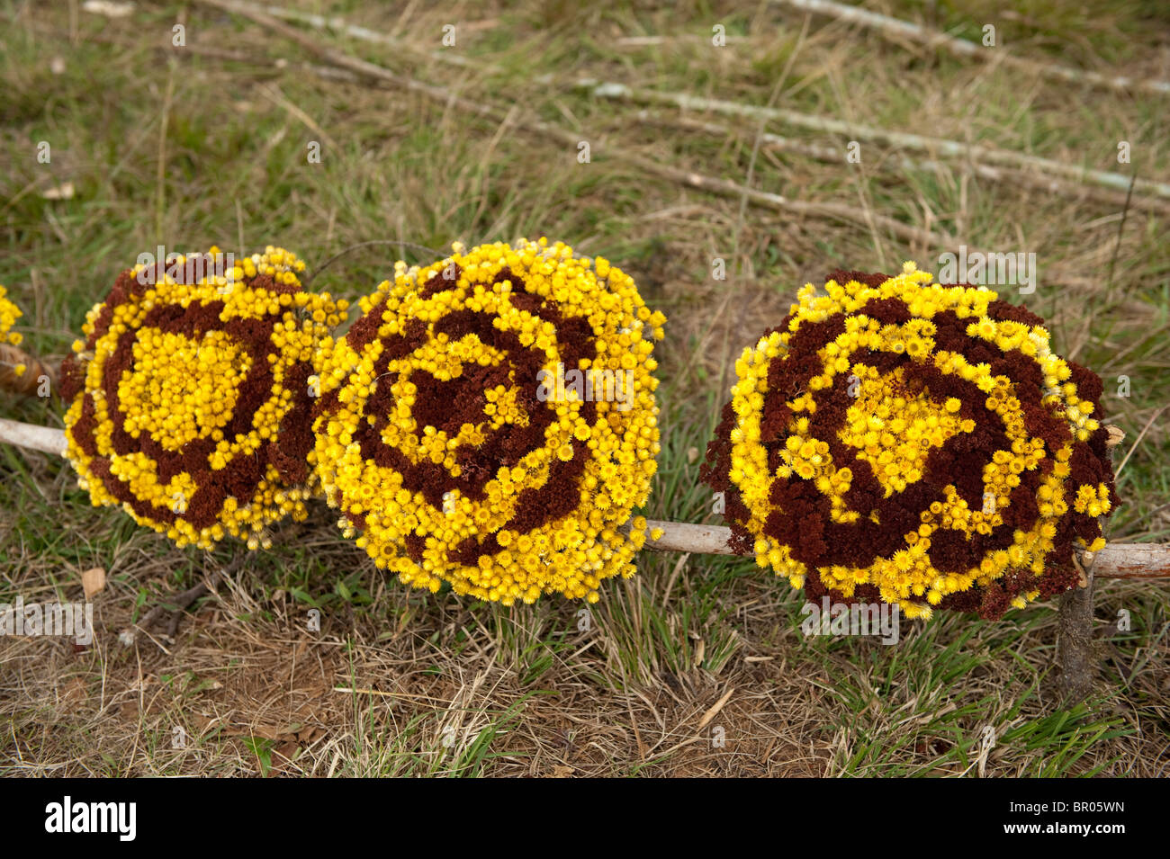 Everlasting flowers for sale on Zomba plateau, Malawi Stock Photo