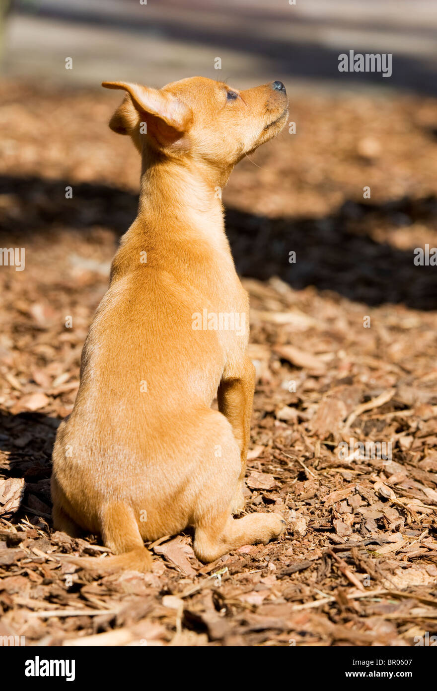 Miniature pincher puppy sitting outdoor in sunshine Stock Photo