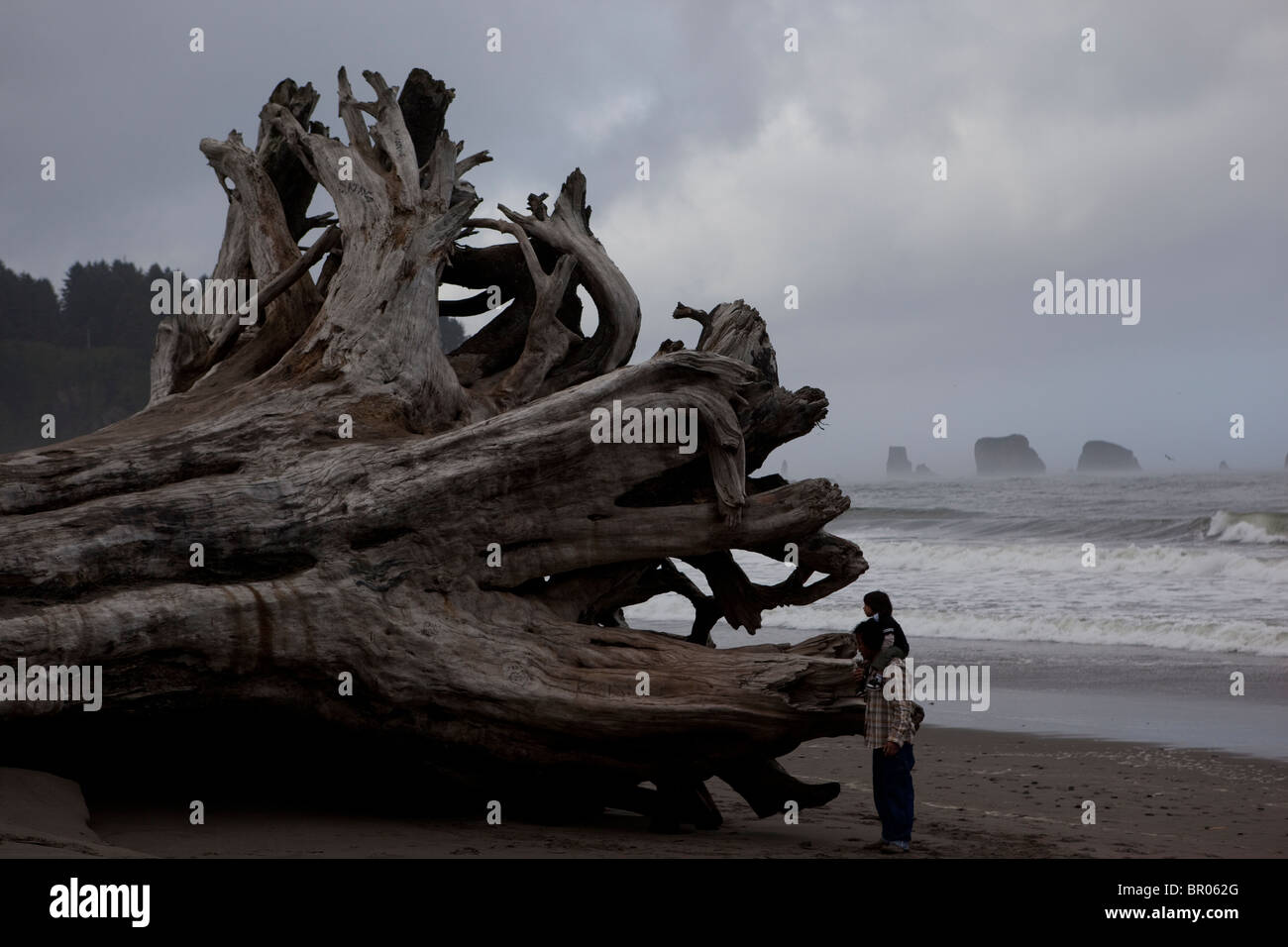 gigantic log on nothwest beach with father and son Stock Photo