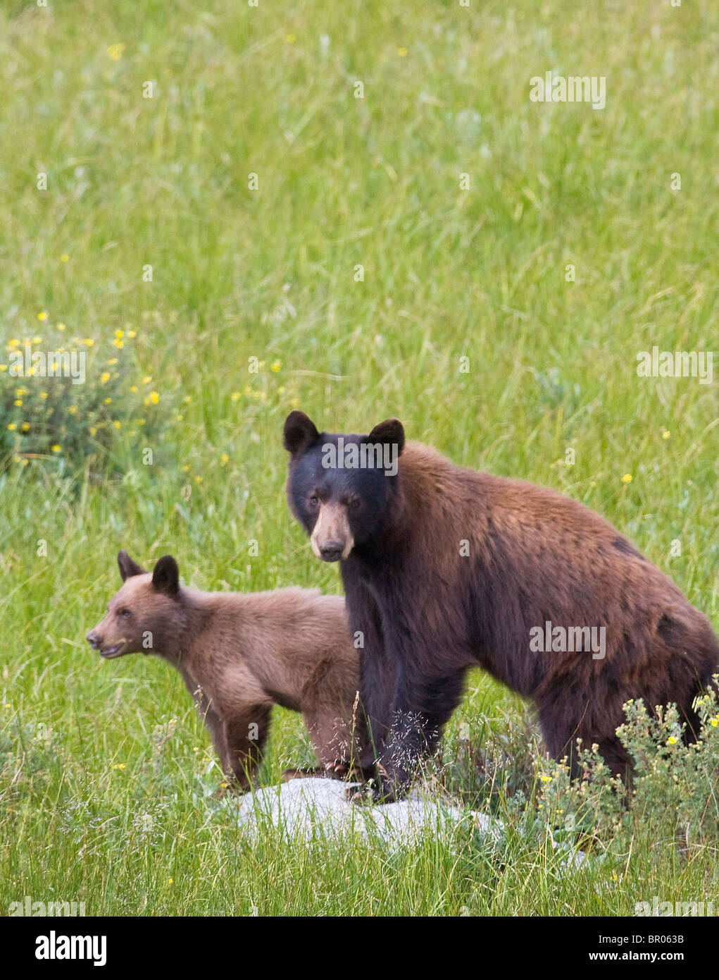 Bear cub in the meadow hi-res stock photography and images - Alamy