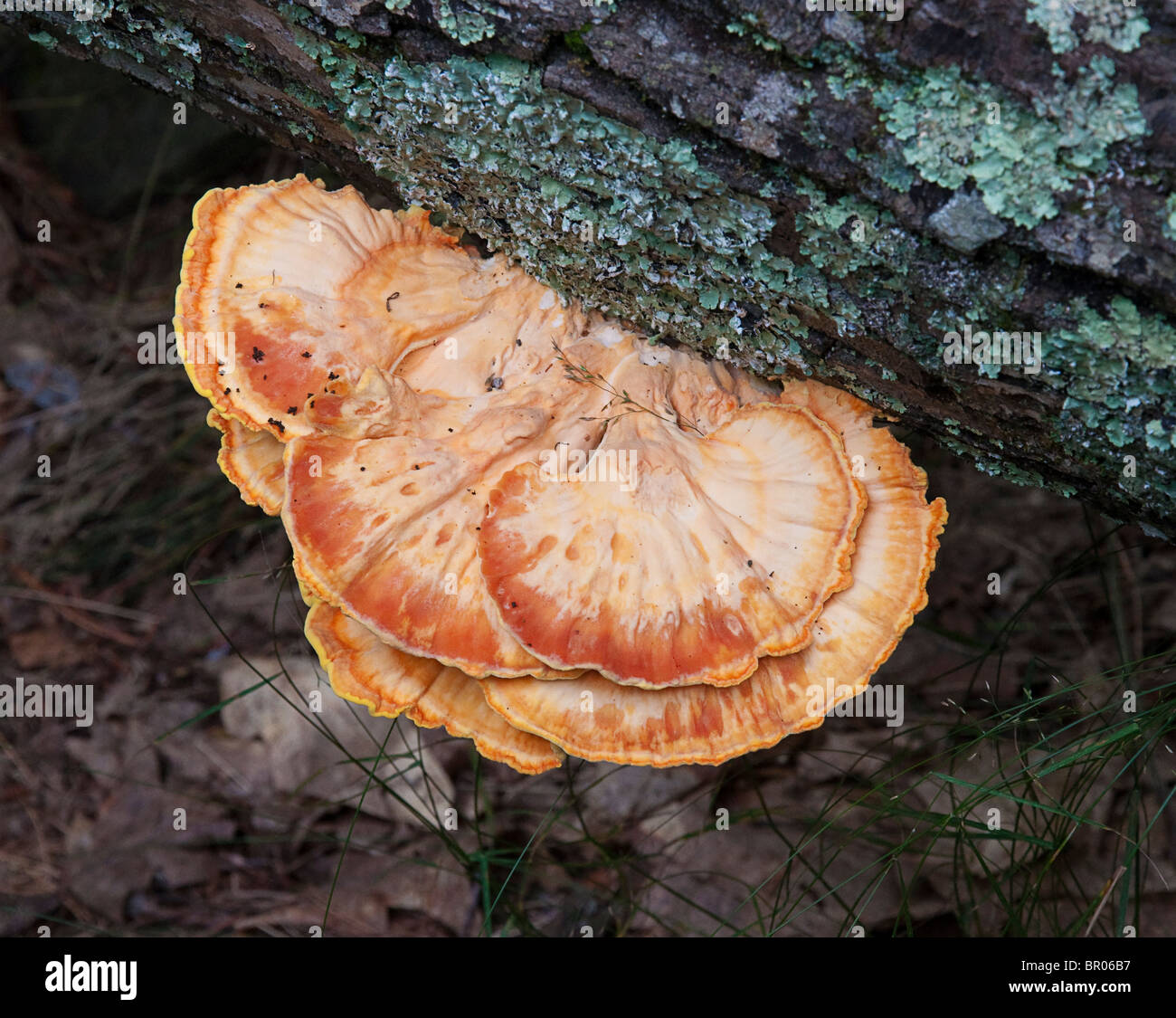 Michigan mushrooms wild hires stock photography and images Alamy