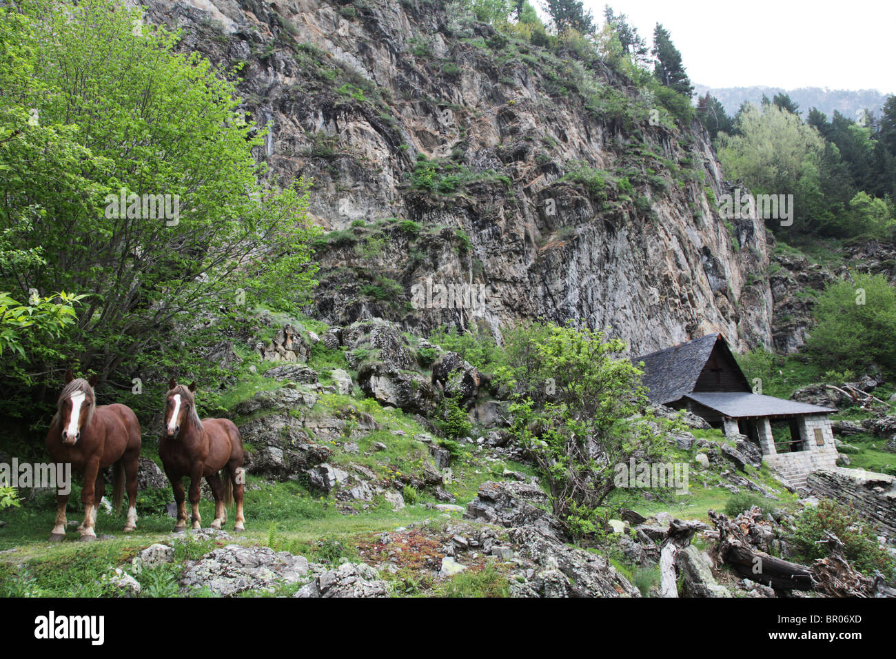Wild mountain horses in subalpine forest on Pyrenean traverse track Sant Maurici National Park Pyrenees Spain Stock Photo