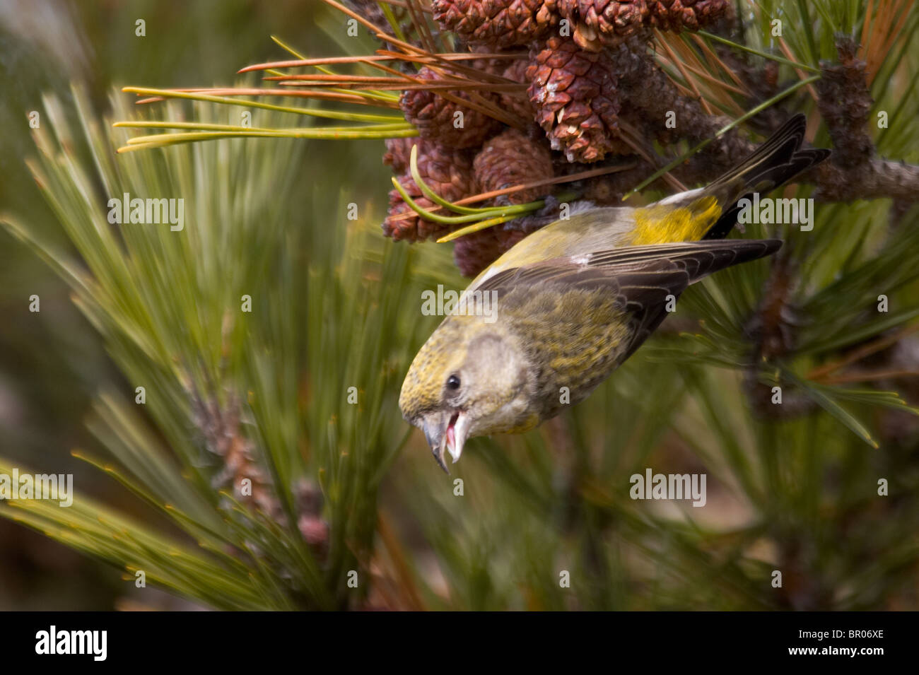 Female White-winged Crossbill Feeding on Spruce Cones Stock Photo