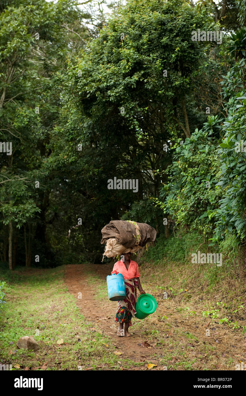 woman walking through the forest, Thyolo Forest Reserve, Malawi Stock Photo