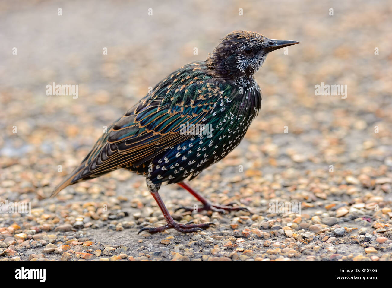 Fledgling European starling (Sturnus vulgaris), standing on the pavement Stock Photo