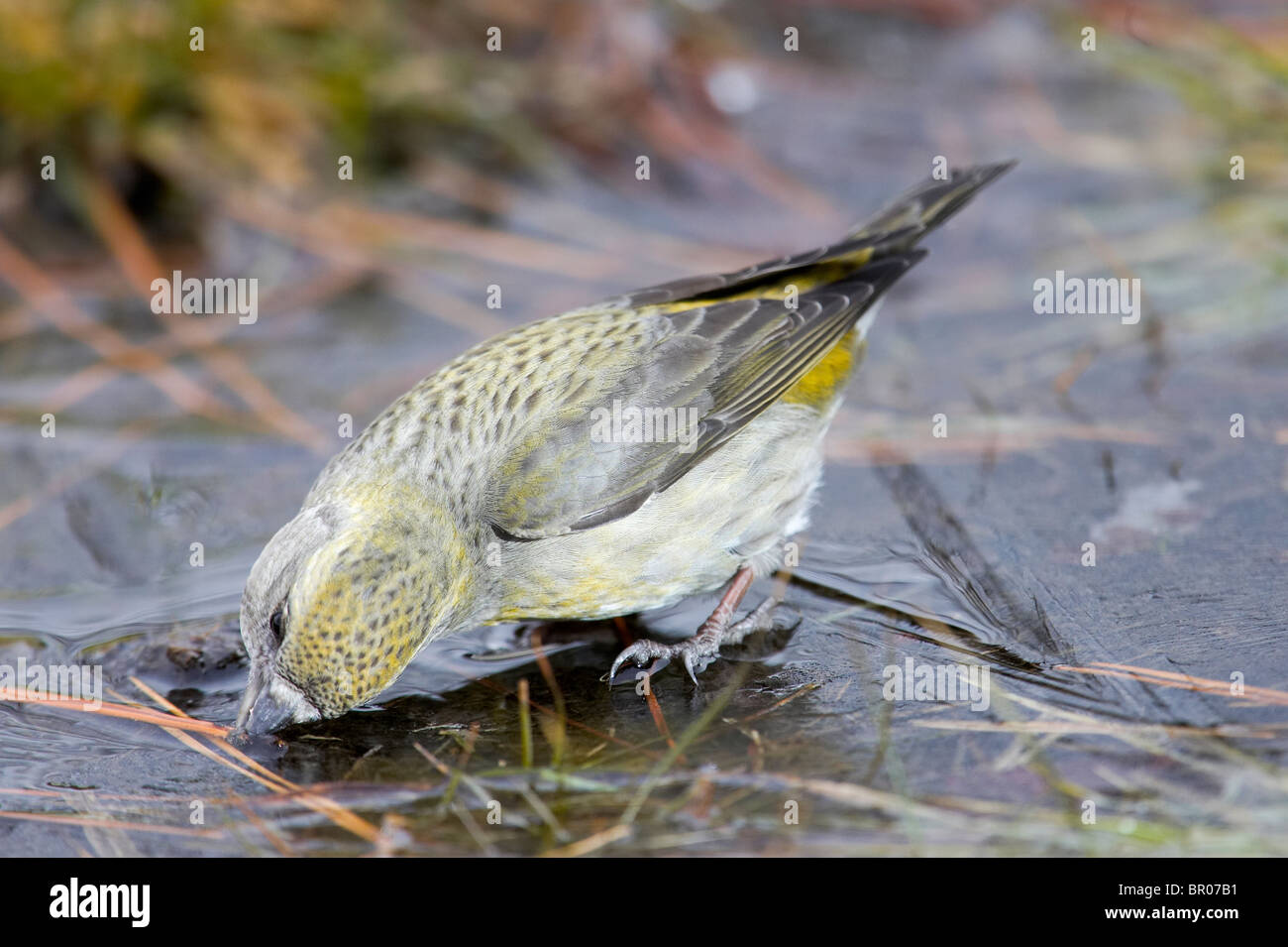 Female White-winged Crossbill Taking a Drink Stock Photo