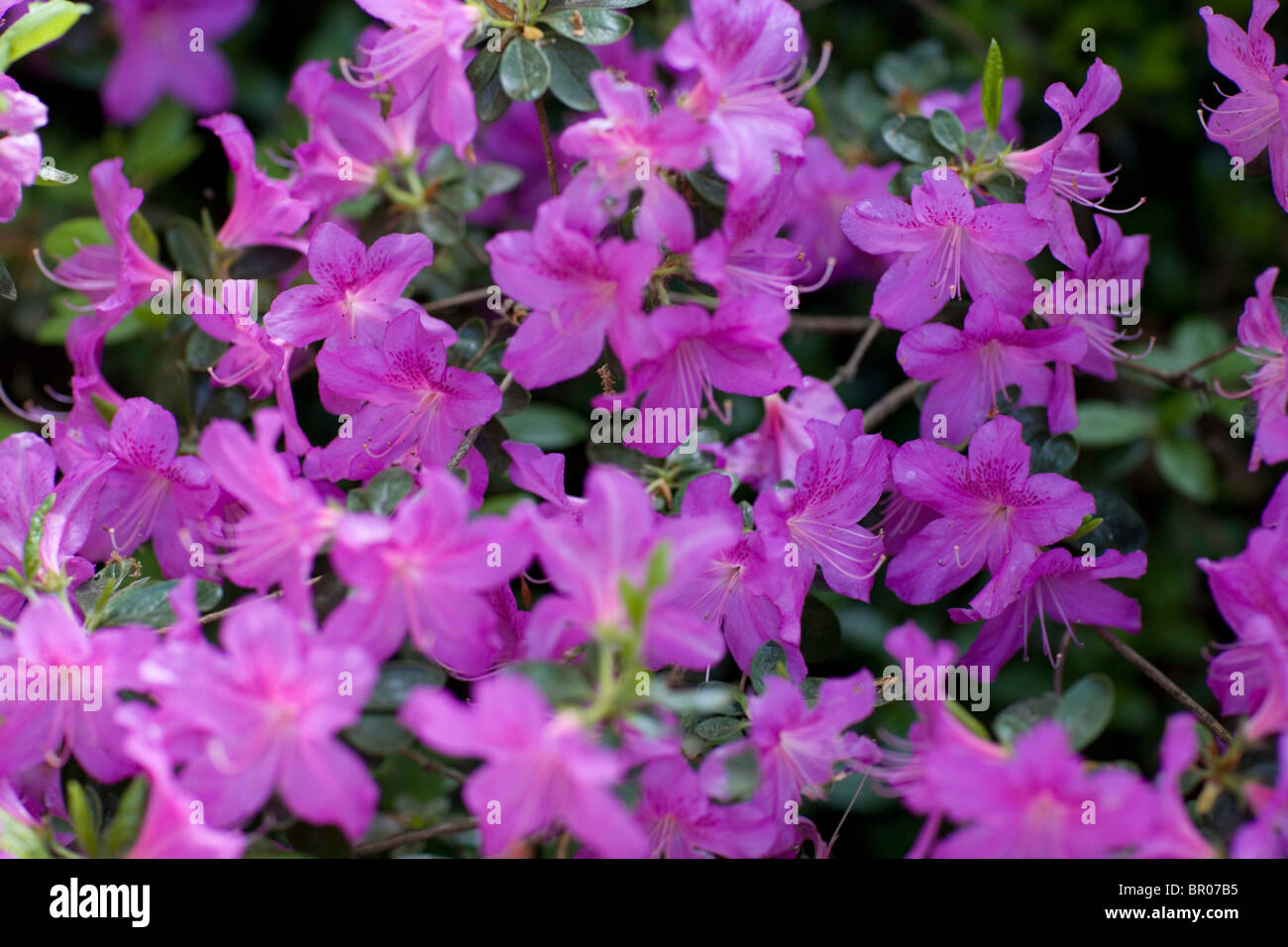Pink / purple rhododendron bush Stock Photo