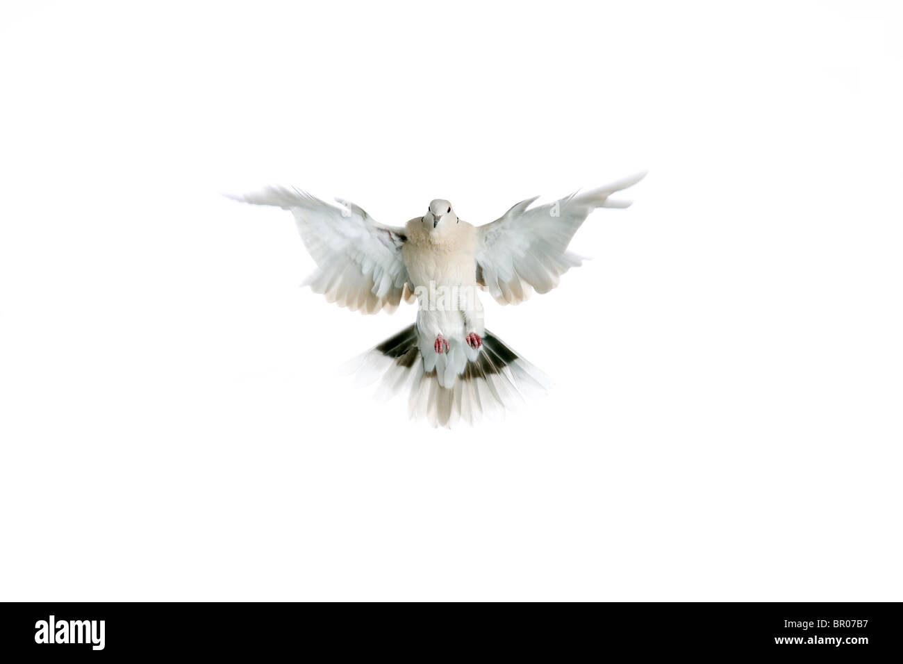White dove on white background. Stock Photo