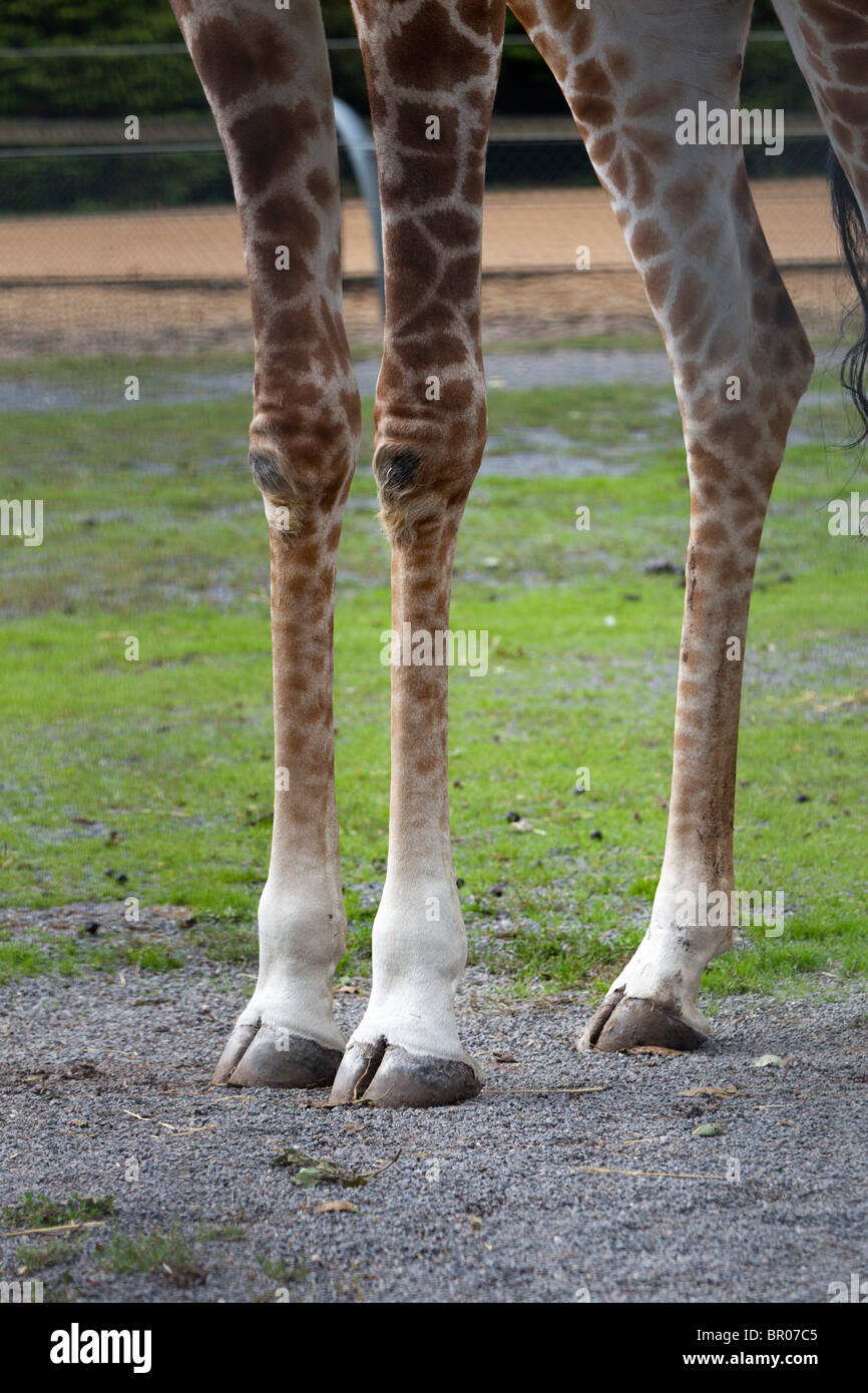 How Many Toes Does A Giraffe Have On Each Foot Hot Sale
