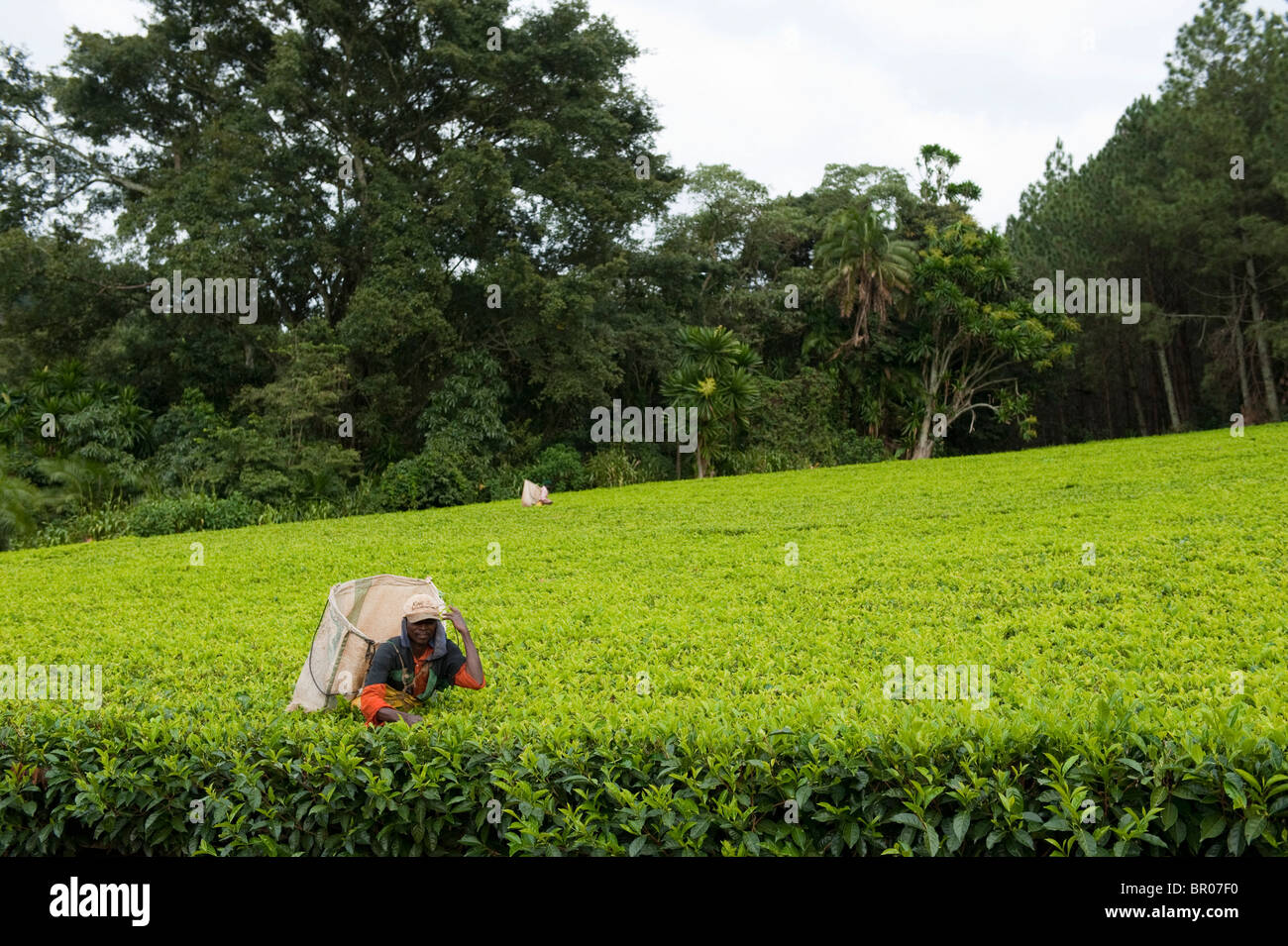 Satemwa tea estate, Thyolo Forest Reserve, Malawi Stock Photo