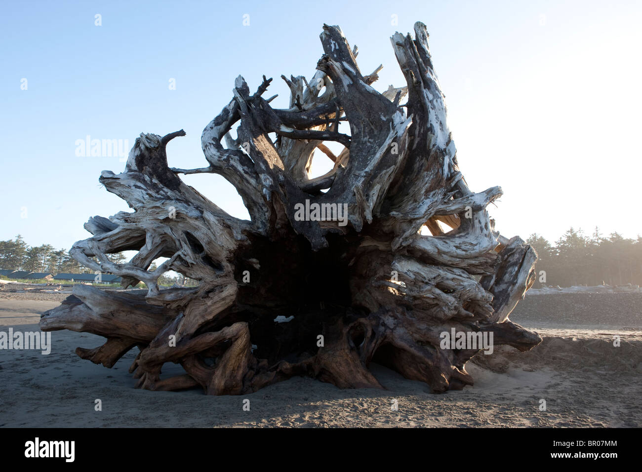 huge tree trunk washed up on beach in the pacific northwest Stock Photo