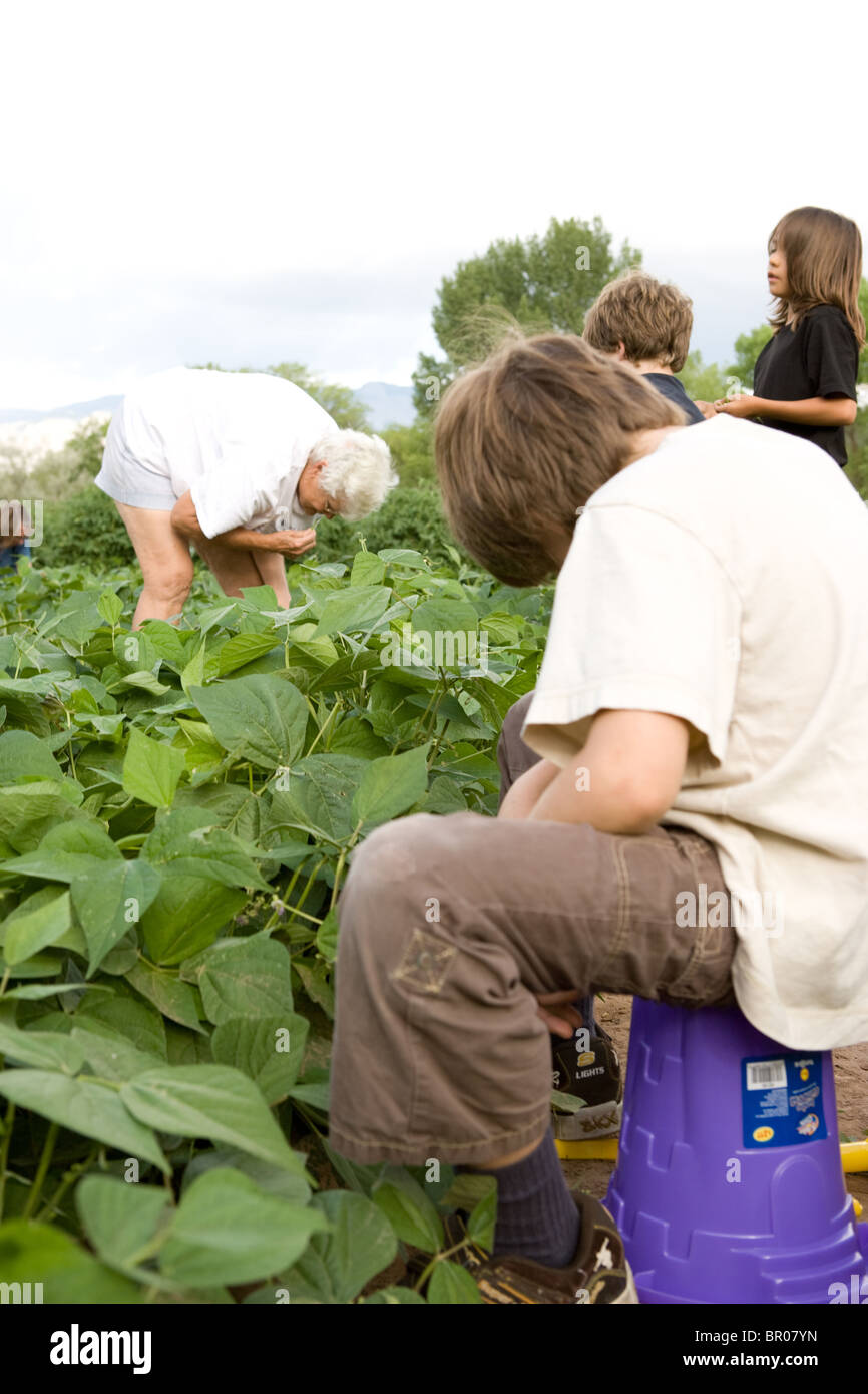 grandmother and grandchildren on a farm, picking green beans together