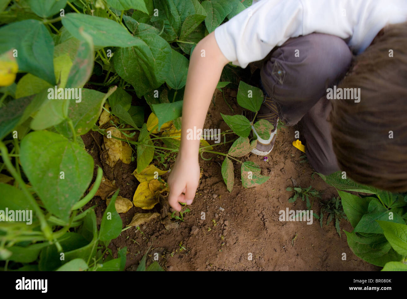 closeup of a child's hand working in a field of green beans, picking beans Stock Photo