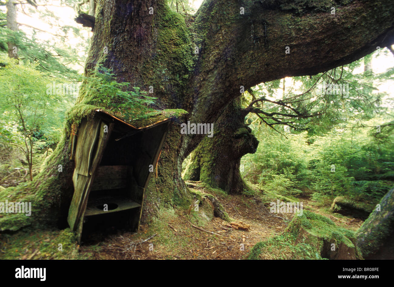 Out R Inn Osu Tree Outhouse near tree Stock Photo - Alamy