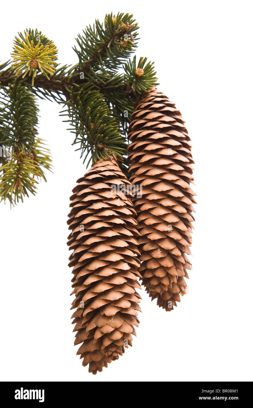 Multiple pine cones hires stock photography and images Alamy