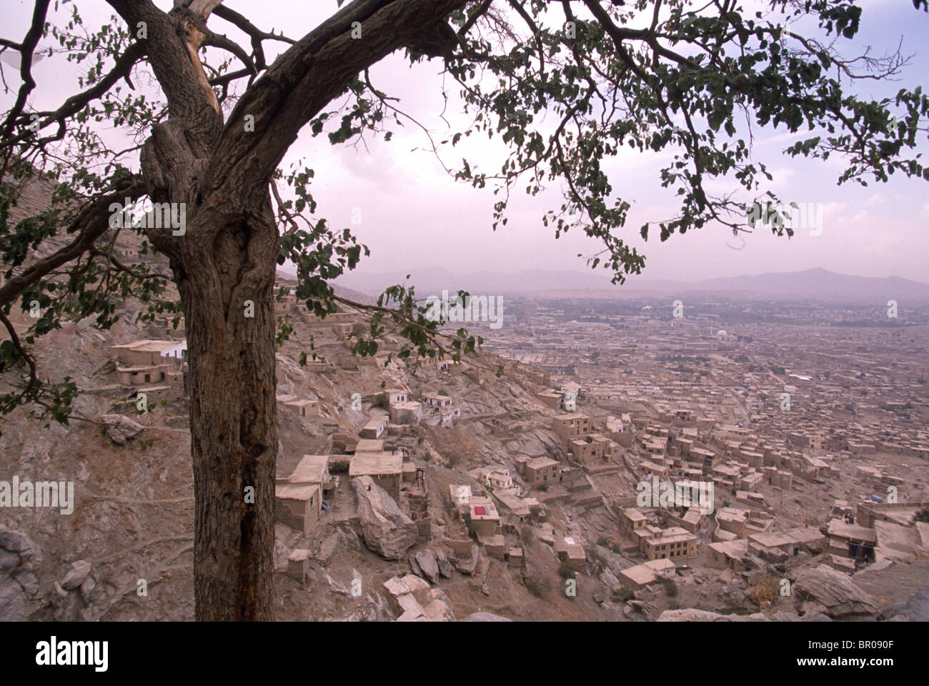 Tree stands on a hill over a sprawling Kabul, neighborhood Afghanistan