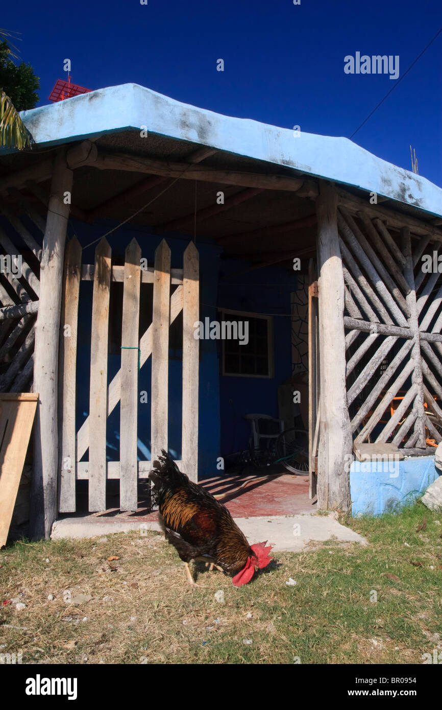 Black and brown rooster pecking on the front lawn of a small house in Puerto Morelos, state of Quintana Roo, Mexico. Stock Photo