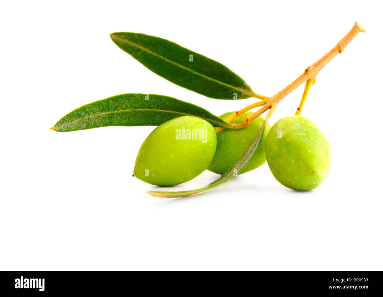 Fresh green olive branch isolated on white background Stock Photo - Alamy