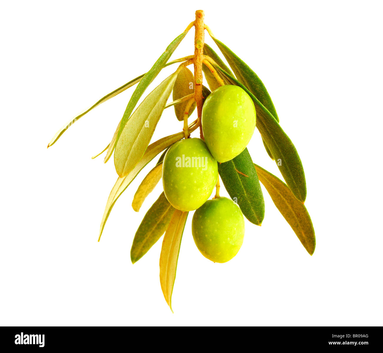 Collection 30+ Wallpapers what does an olive branch look like Sharp