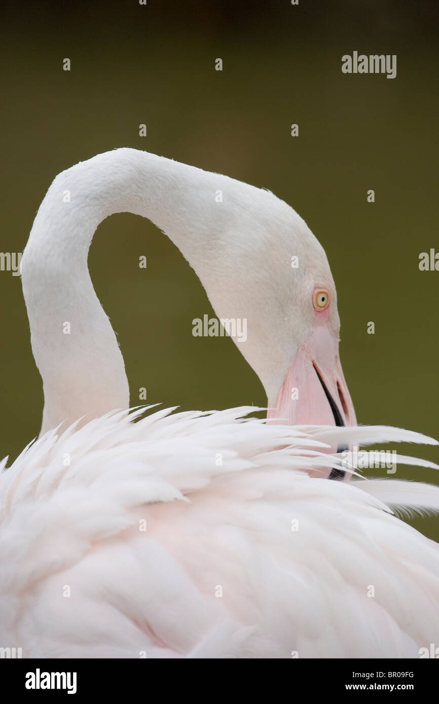 Greater Flamingo (Phoenicoptera roseus). Preening. Note angular bends in neck revealing individual cervical vertebrae. Portrait. Stock Photo
