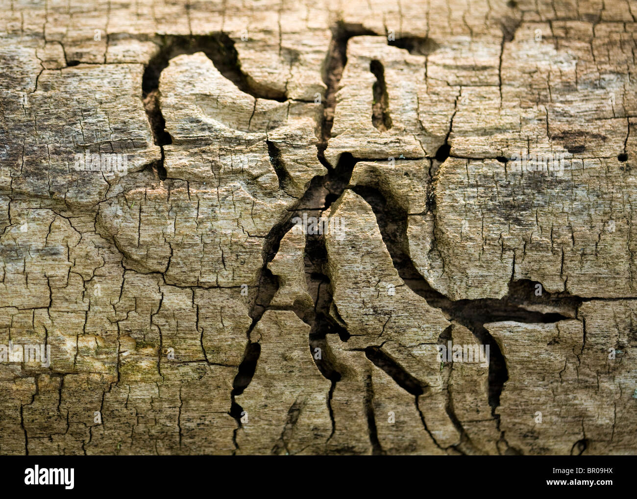 Traces of wood boring bugs Stock Photo