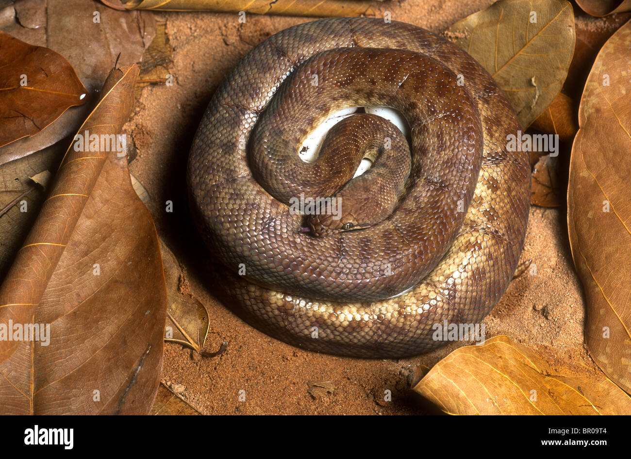 Brooding python hi-res stock photography and images - Alamy