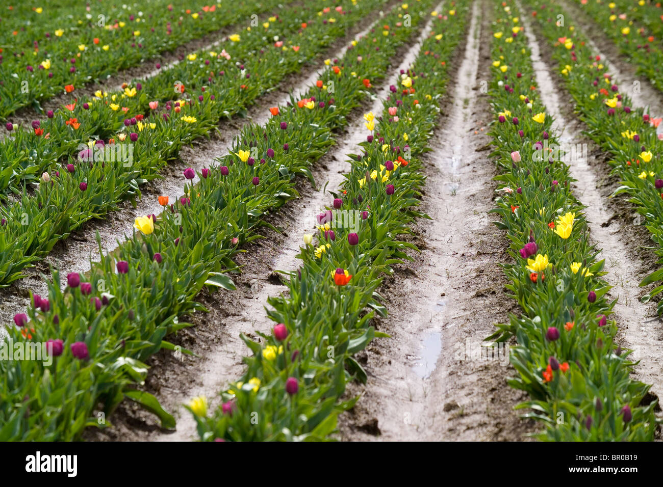 Tulips blossom in colorful rows Stock Photo - Alamy